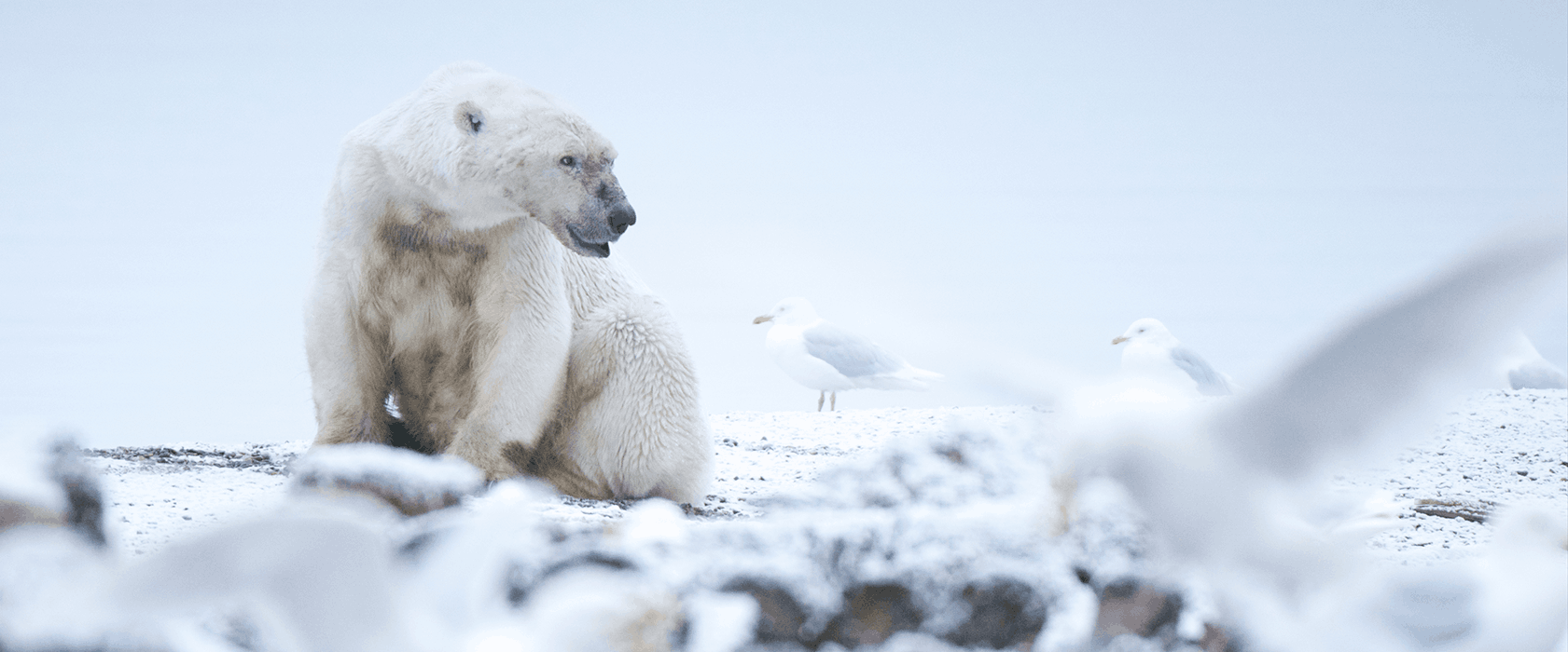 Alaska Wilderness League