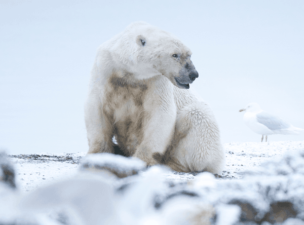 Alaska Wilderness League