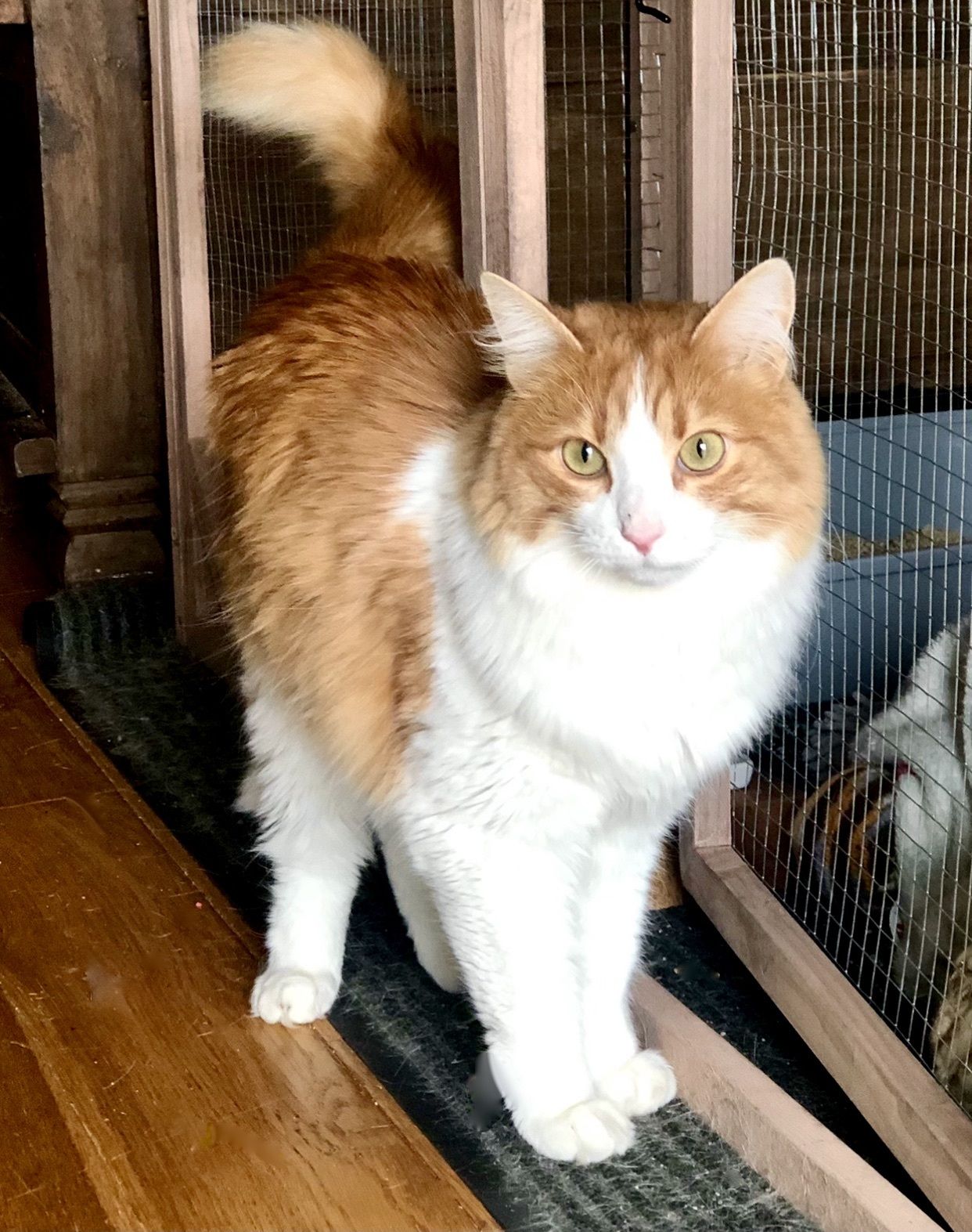 Mad Love Animal Rescue