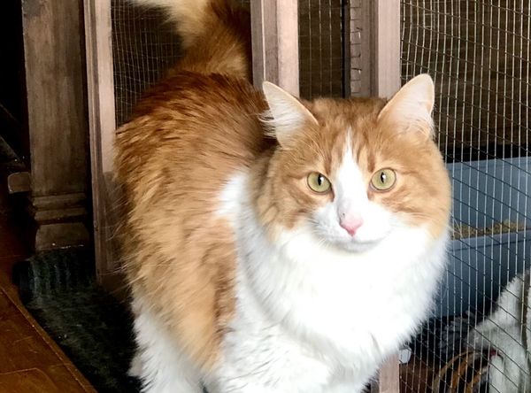 Mad Love Animal Rescue