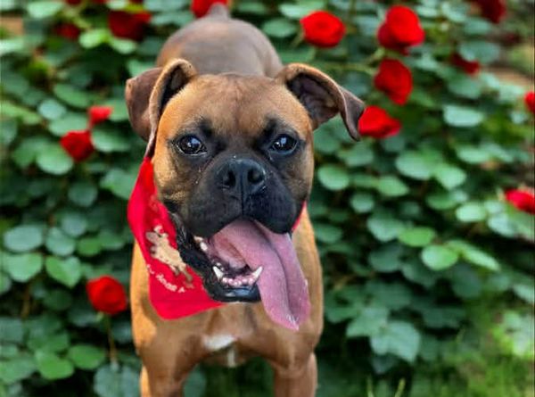 Mad Love Animal Rescue