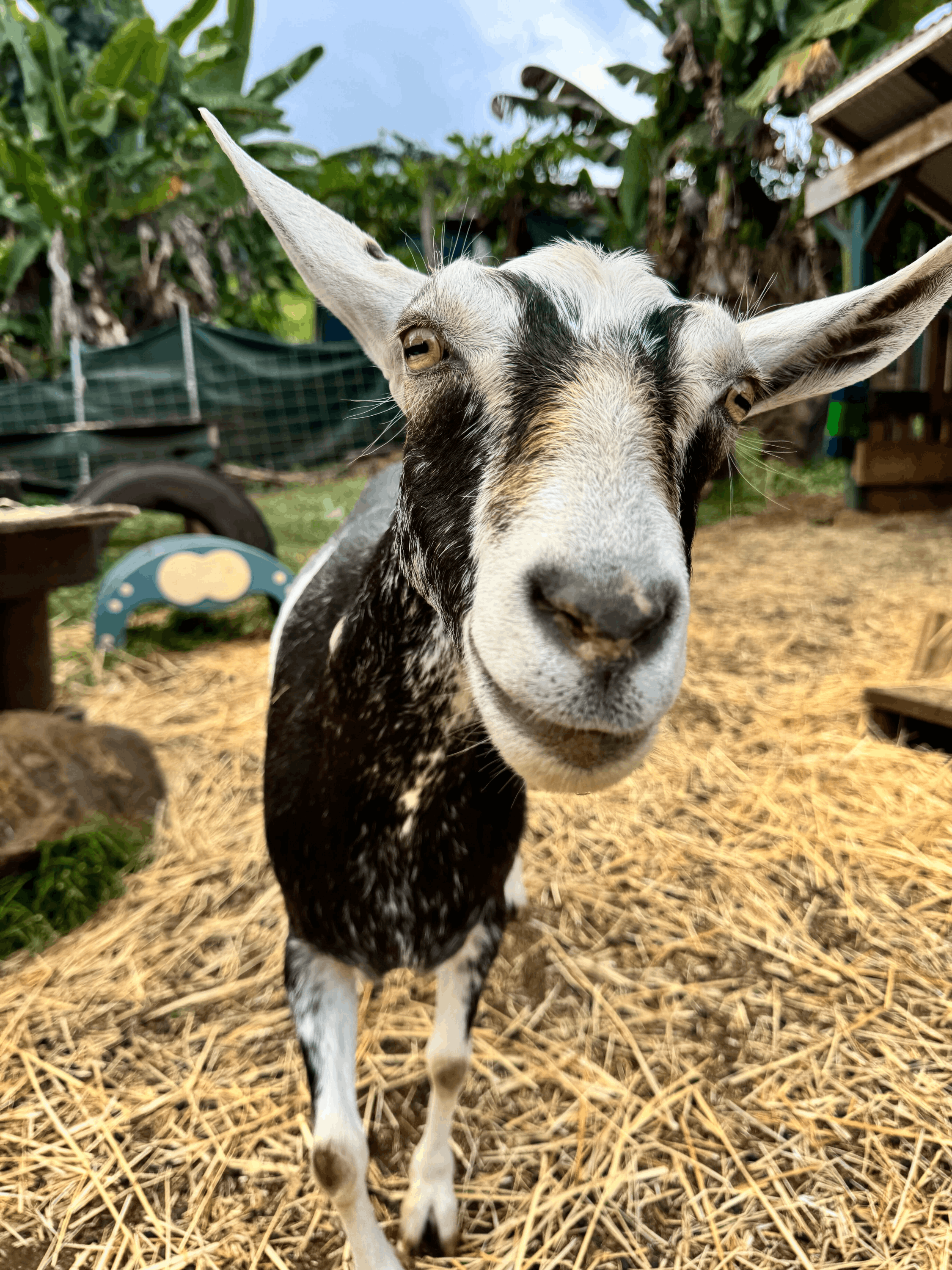 Aloha Animal Sanctuary