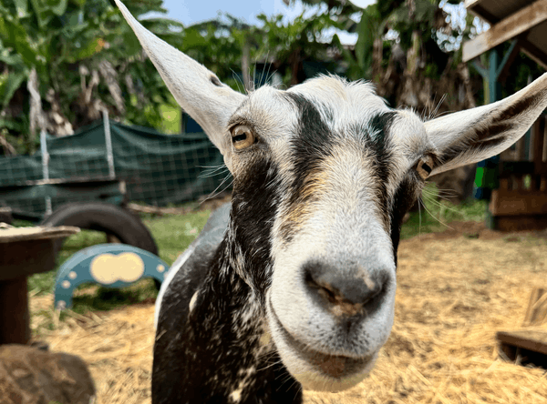 Aloha Animal Sanctuary