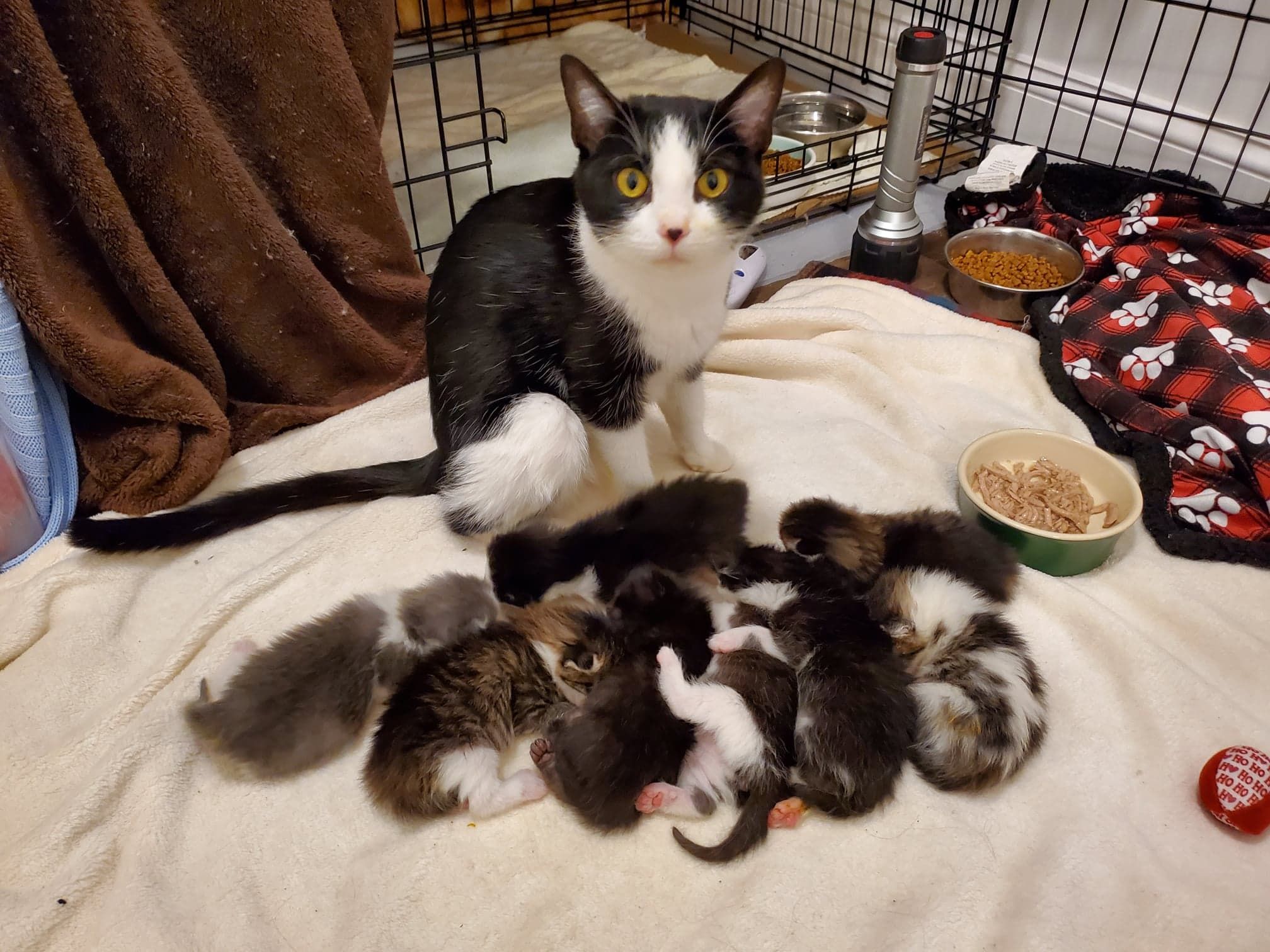 Shelter Friends, Inc.