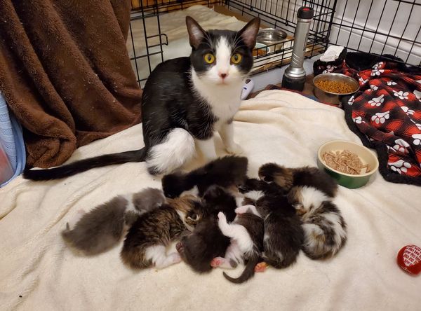 Shelter Friends, Inc.