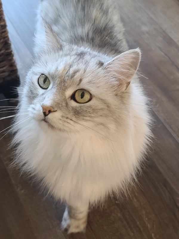 Shelter Friends, Inc.