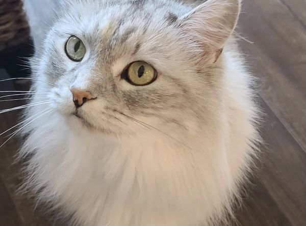 Shelter Friends, Inc.