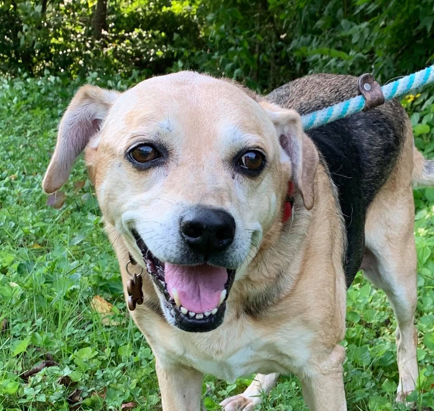 Shelter Friends, Inc.