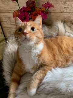 Kattery Kitties Inc.