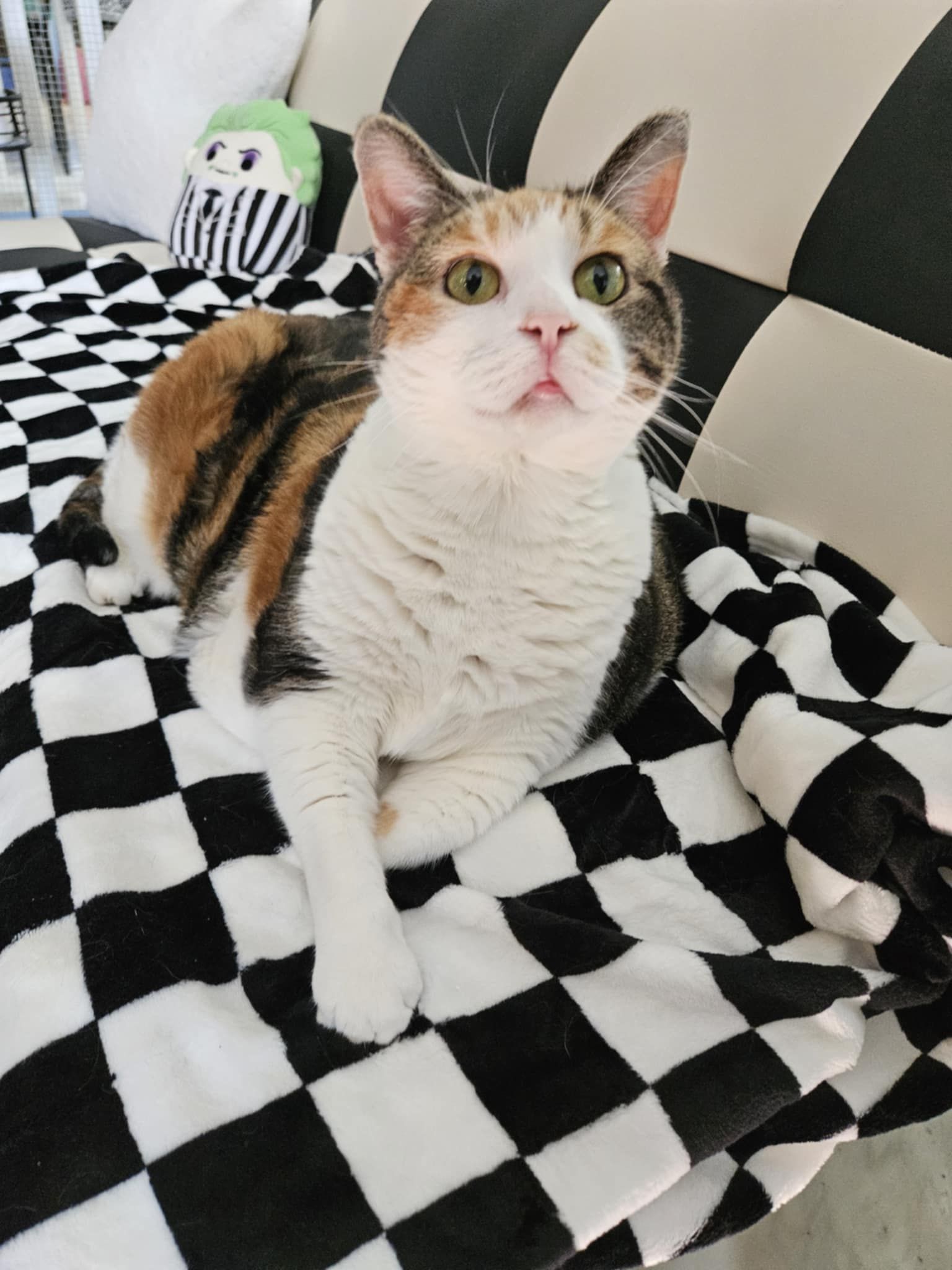 C & WS Rustic Hollow Shelter, Inc