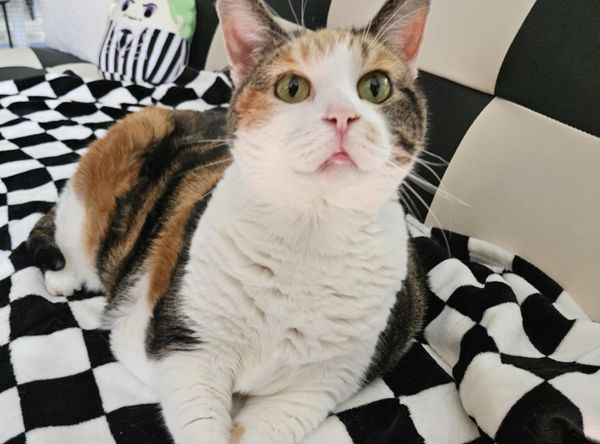 C & WS Rustic Hollow Shelter, Inc