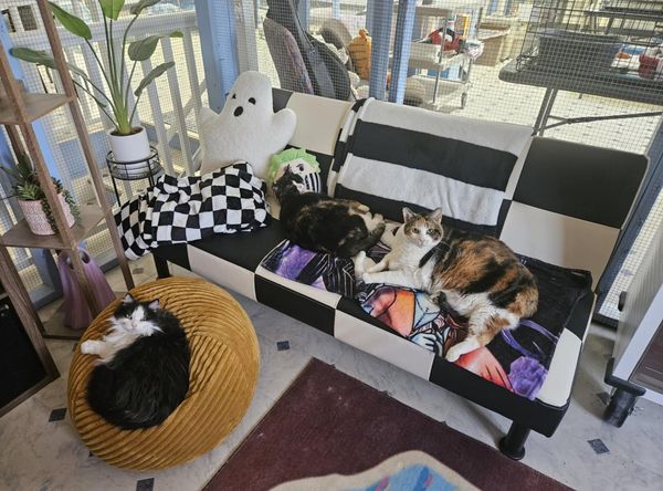 C & WS Rustic Hollow Shelter, Inc