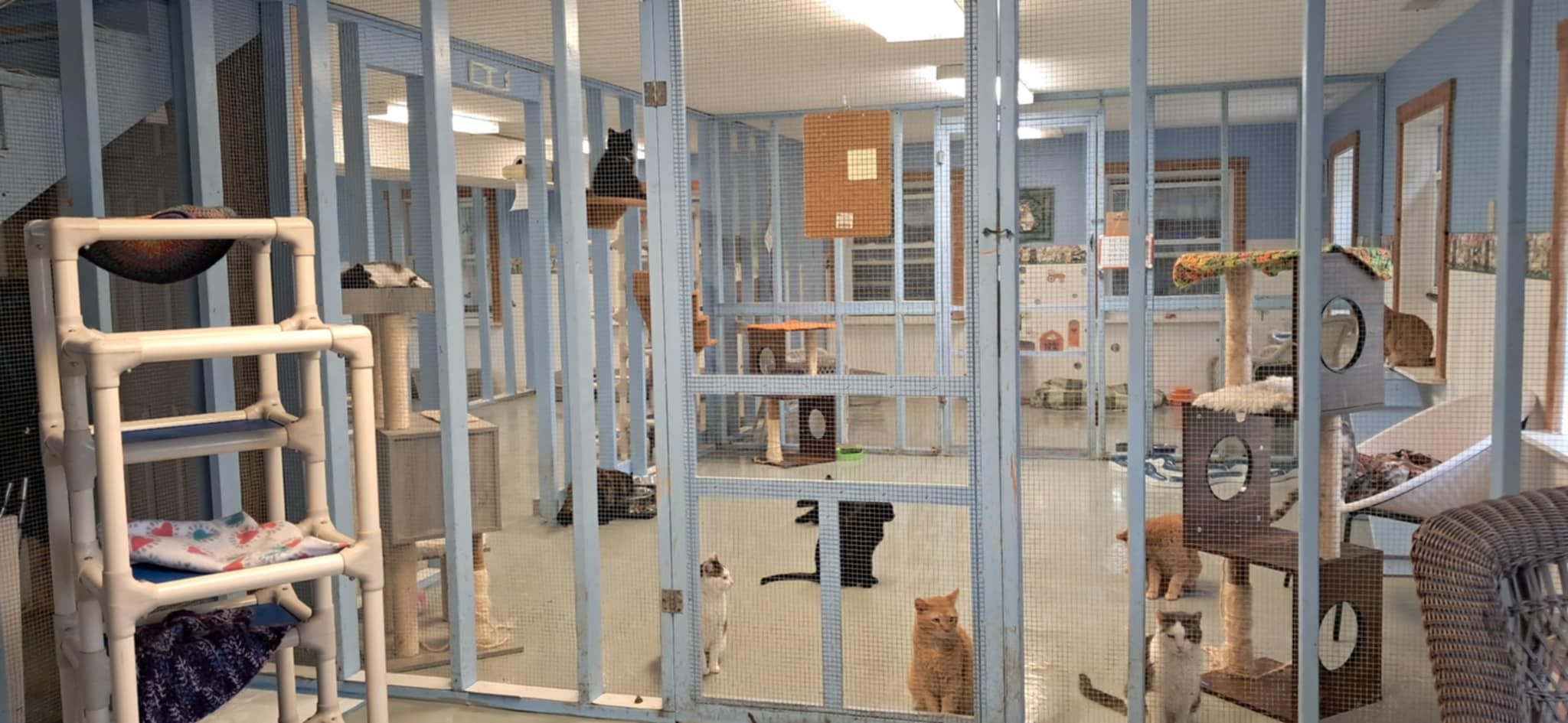 C & WS Rustic Hollow Shelter, Inc