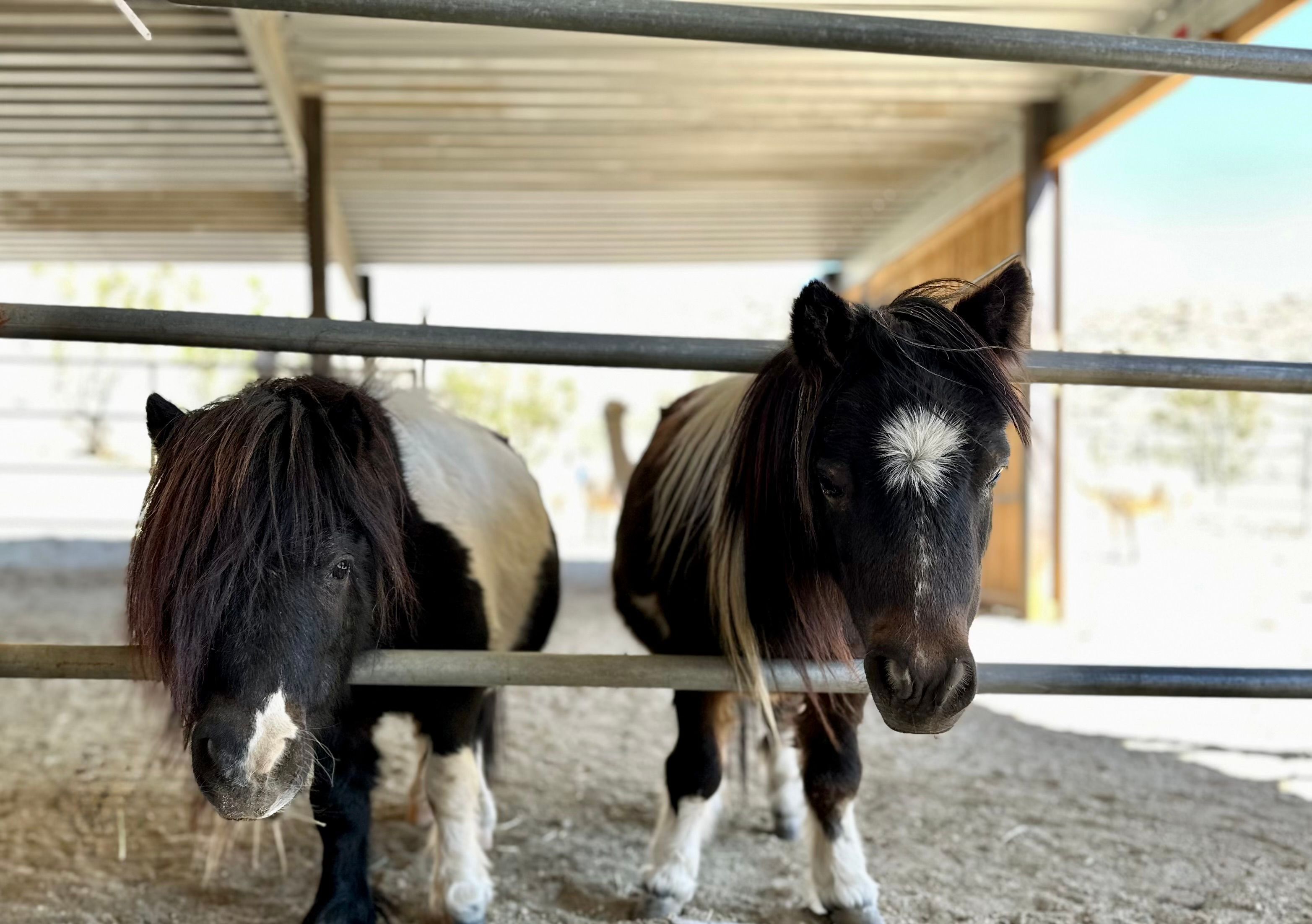 So Cal Mini Horse Sanctuary