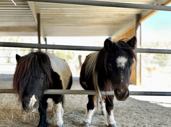 So Cal Mini Horse Sanctuary