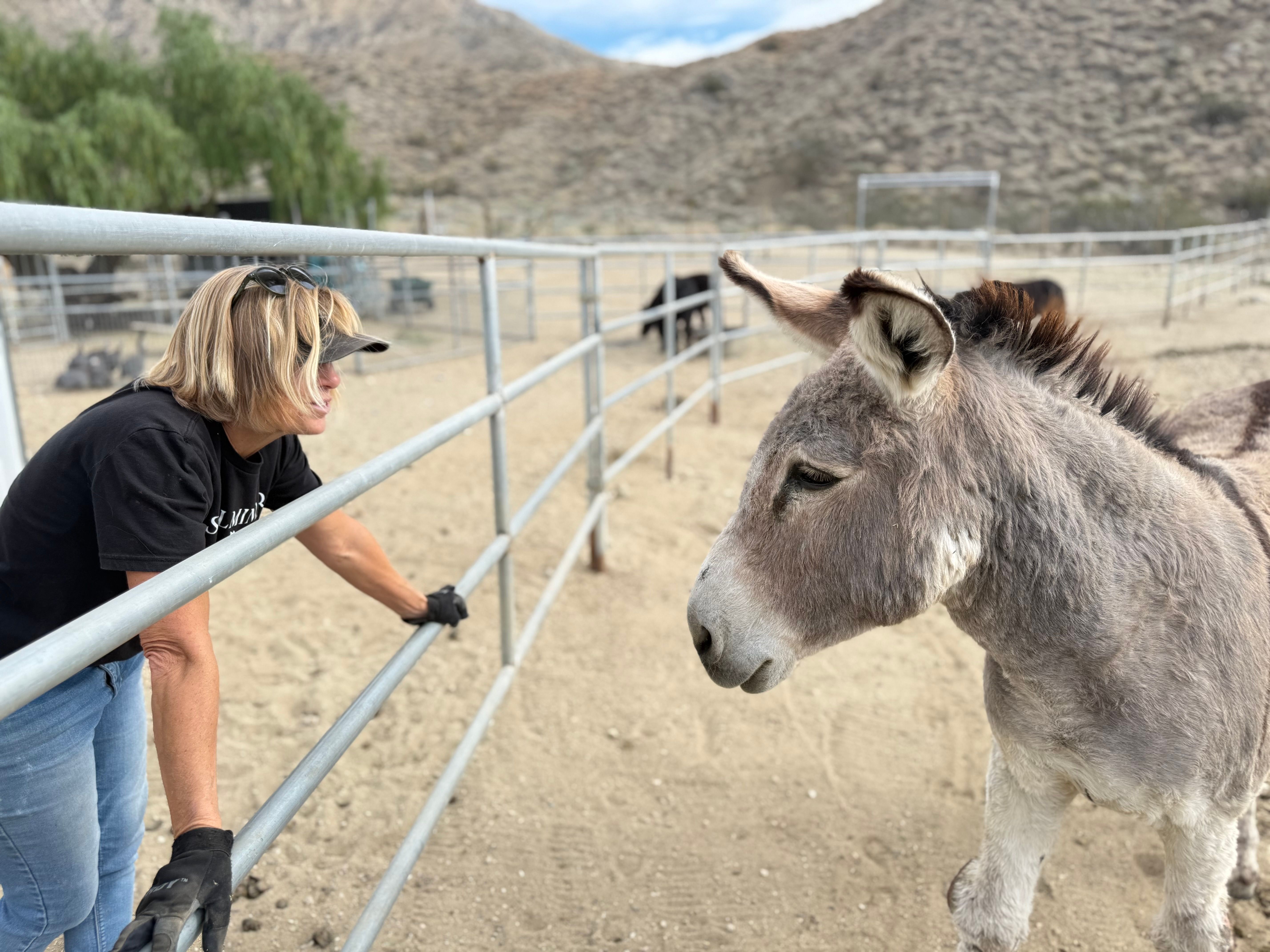 So Cal Mini Horse Sanctuary