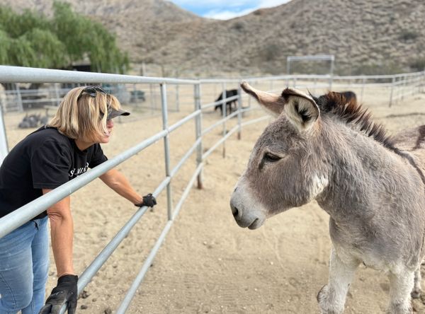 So Cal Mini Horse Sanctuary