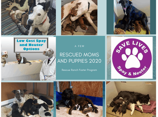 Rescue Ranch, Inc.