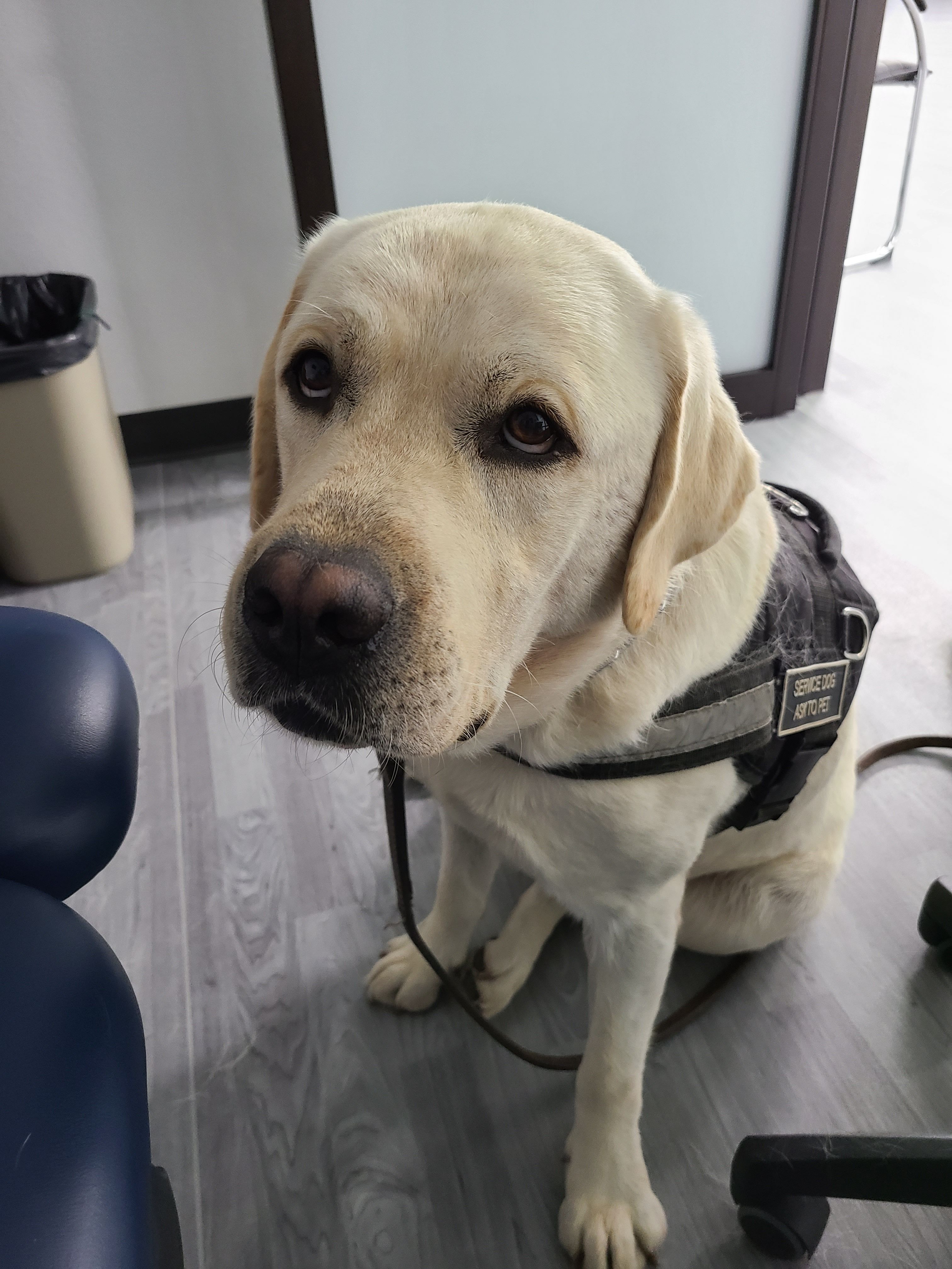 Hero Labradors
