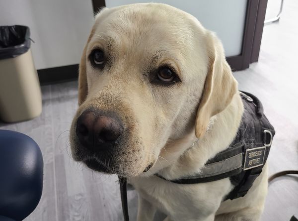 Hero Labradors