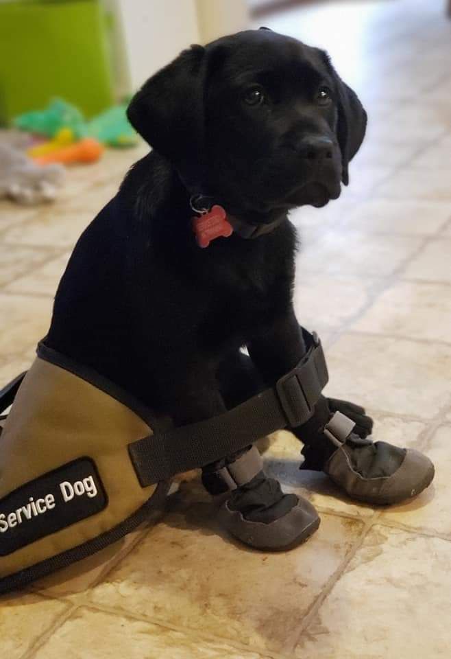 Hero Labradors