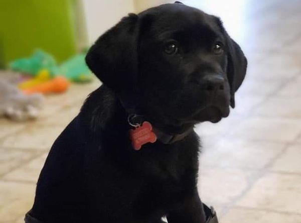 Hero Labradors