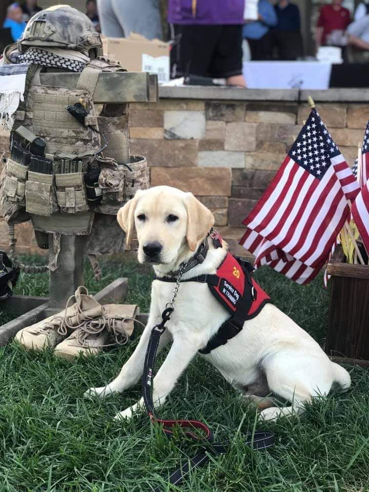 Hero Labradors