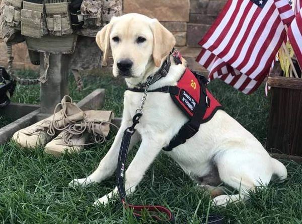Hero Labradors