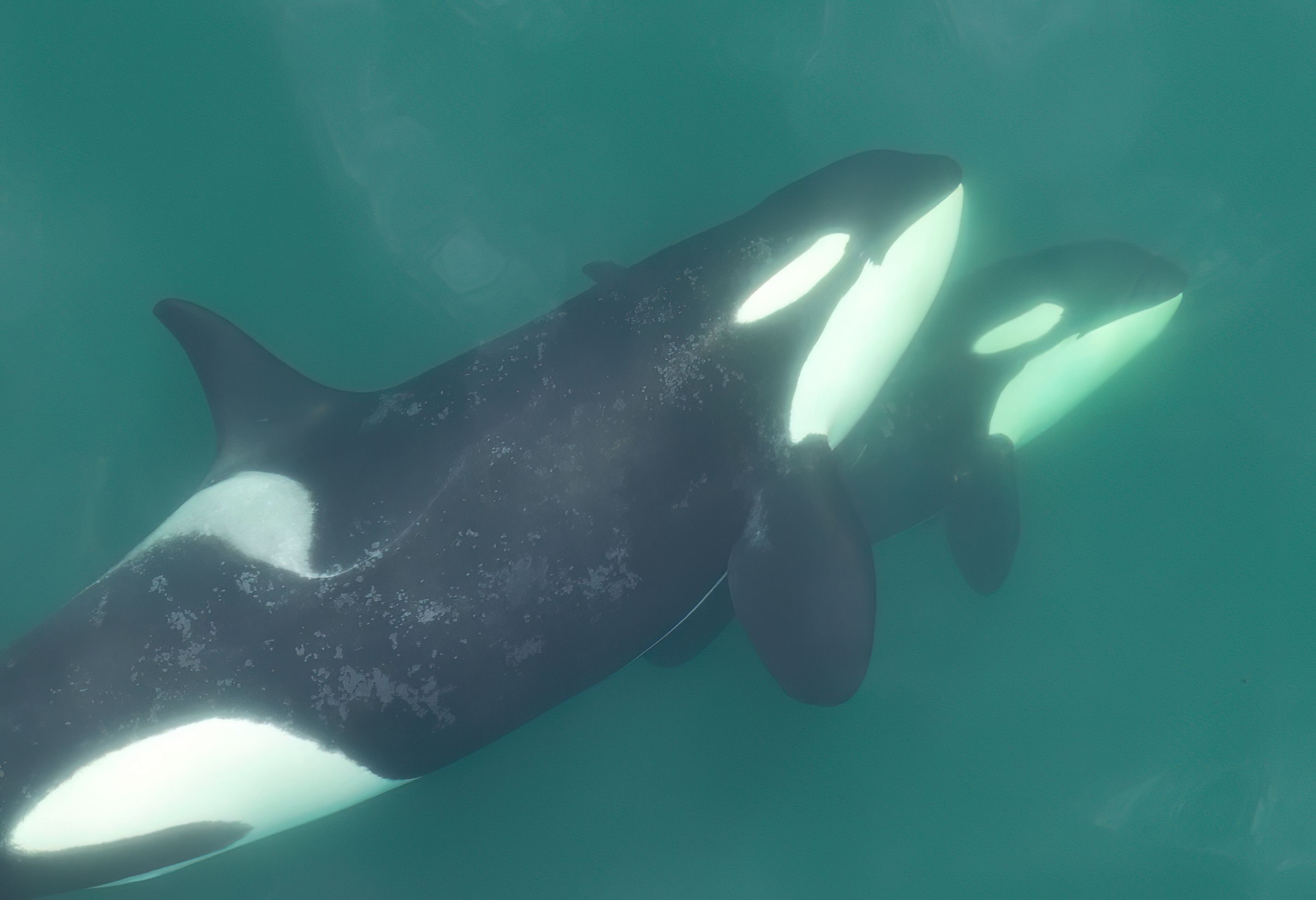 Center for Whale Research