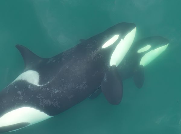 Center for Whale Research