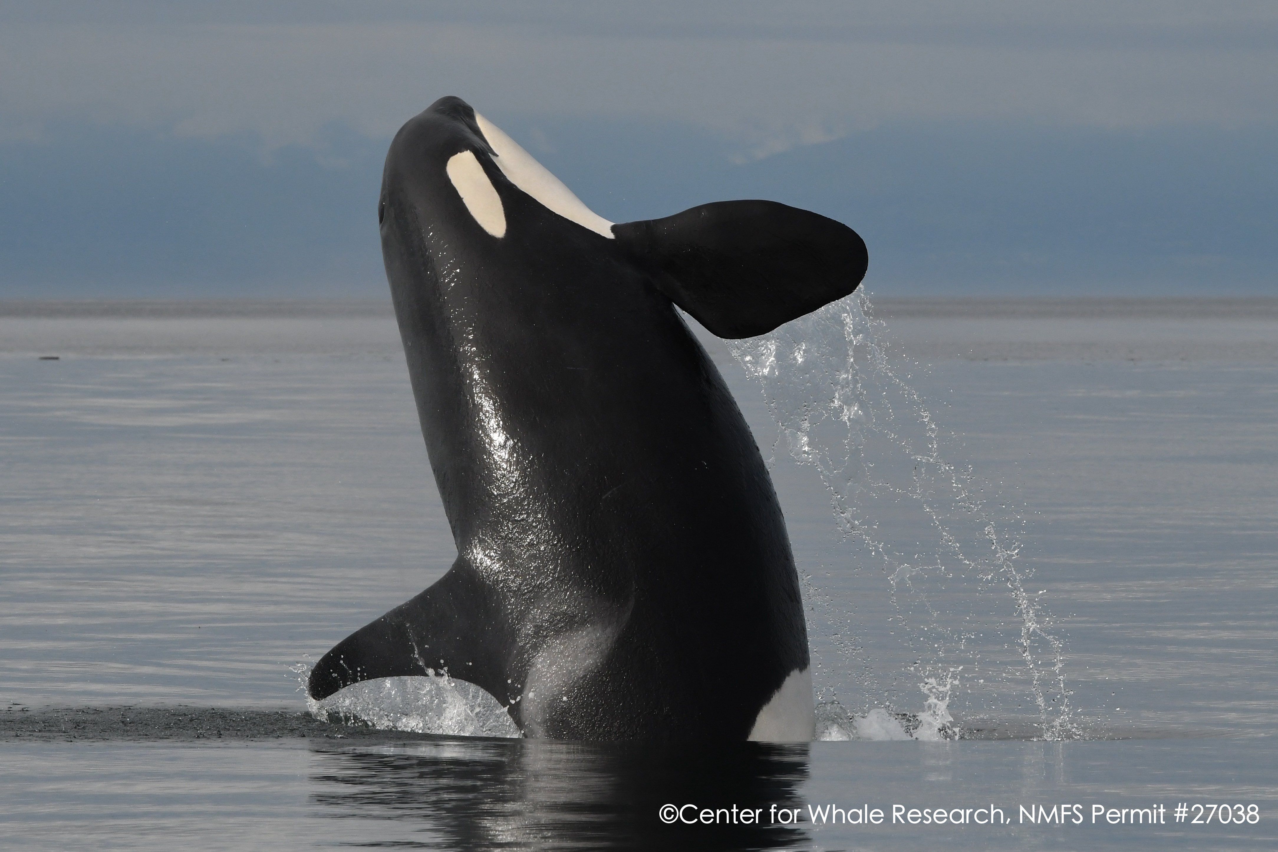 Center for Whale Research