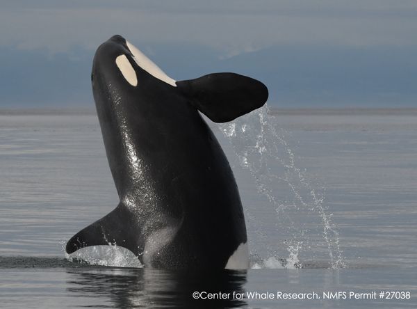 Center for Whale Research