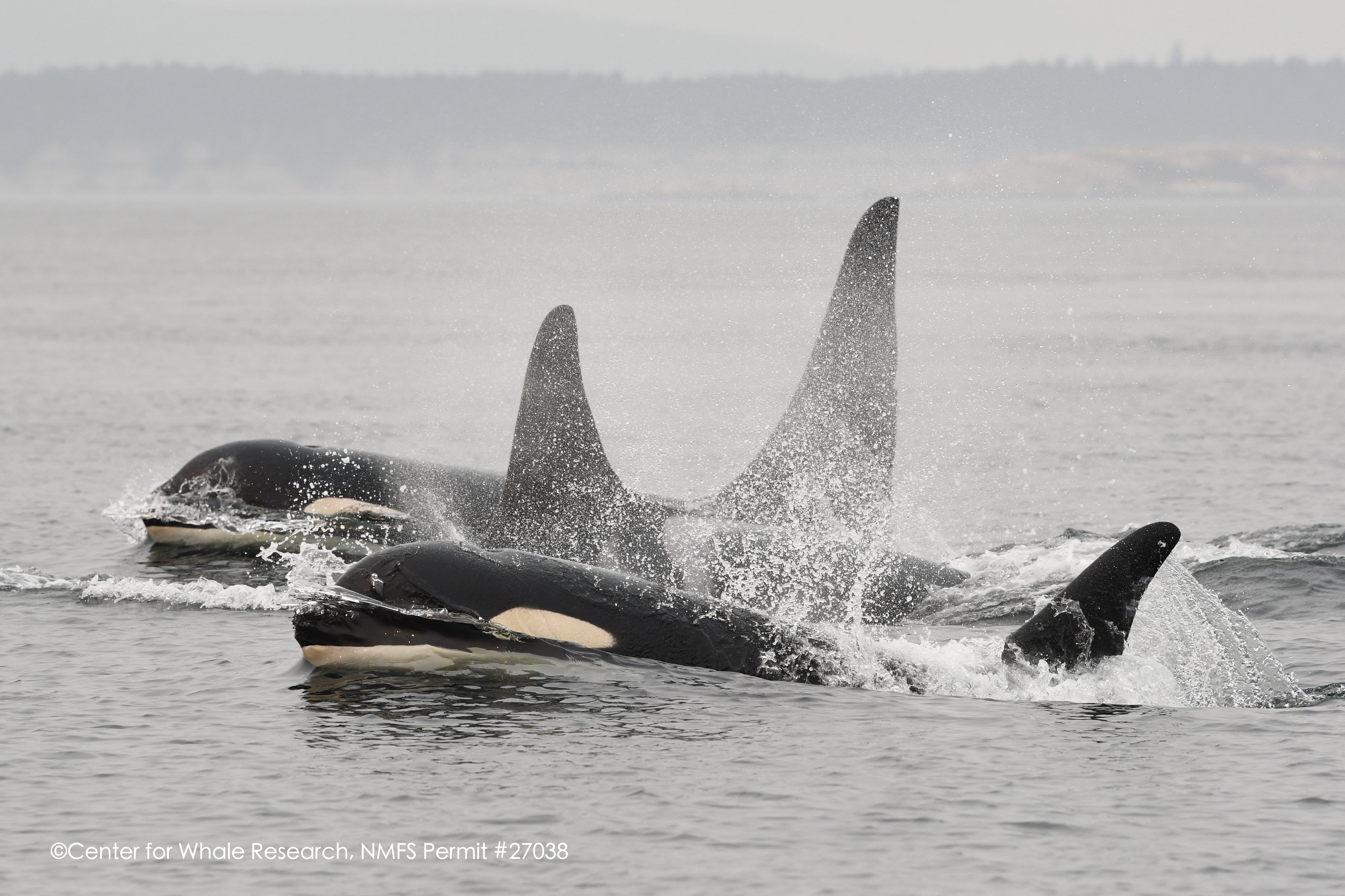 Center for Whale Research