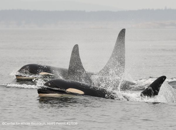 Center for Whale Research