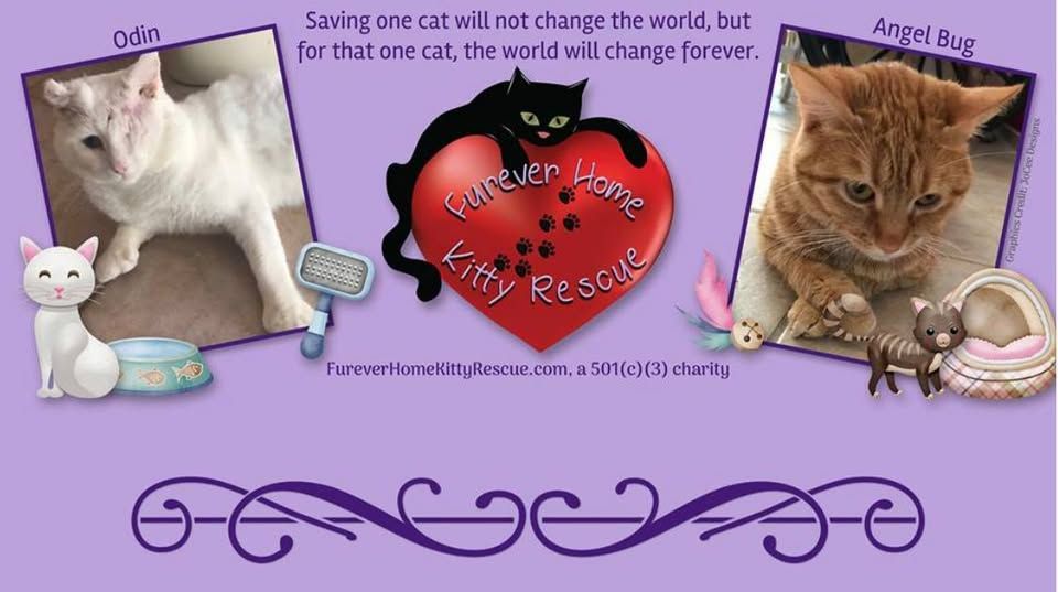 Furever Home Kitty Rescue