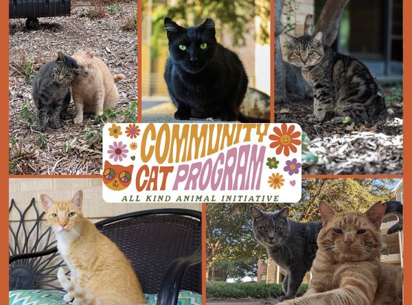 All Kind Animal Initiative
