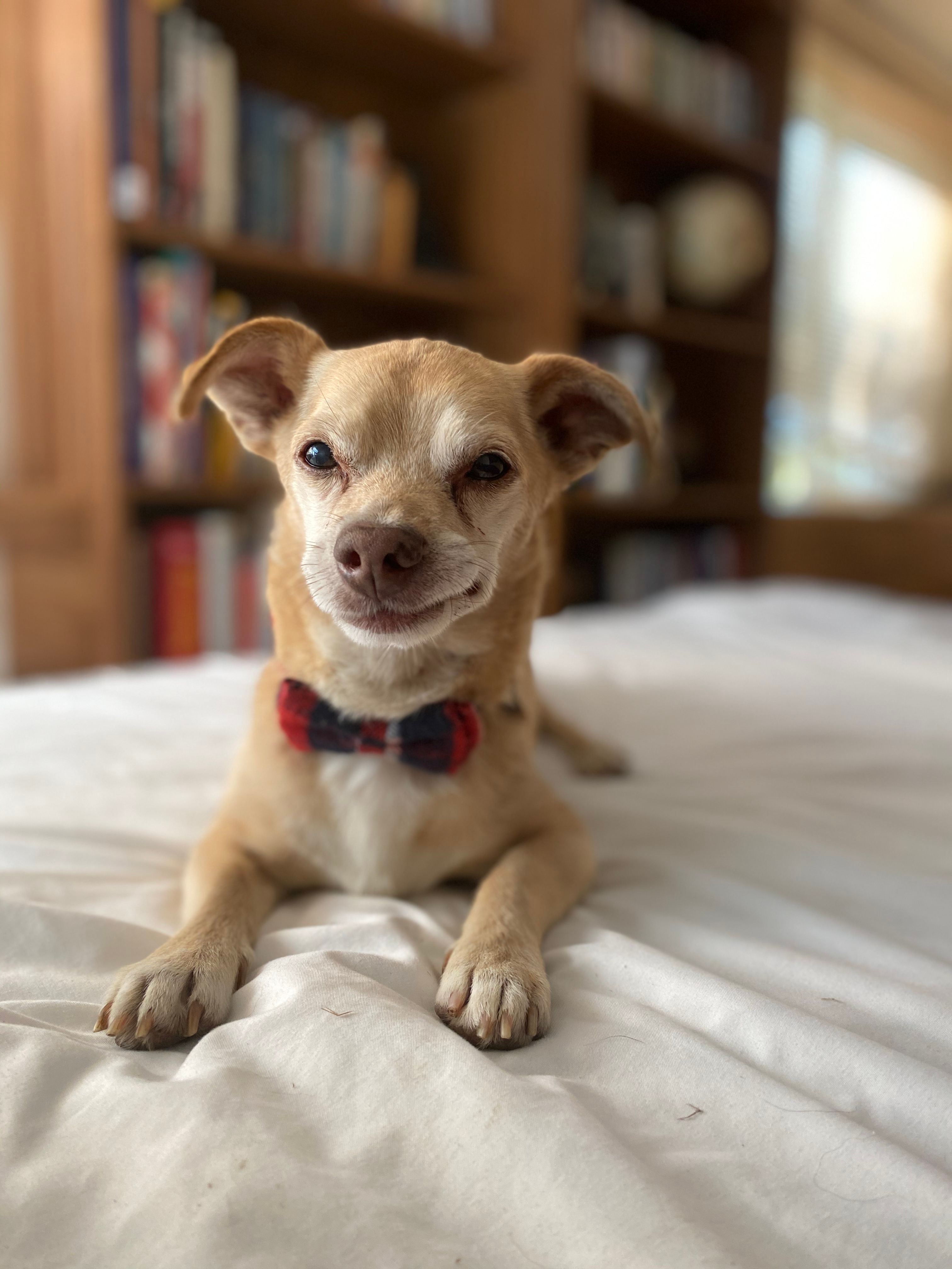 Happy Tails Happy Homes