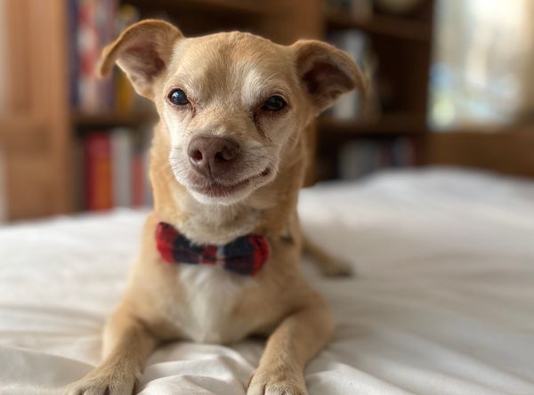 Happy Tails Happy Homes