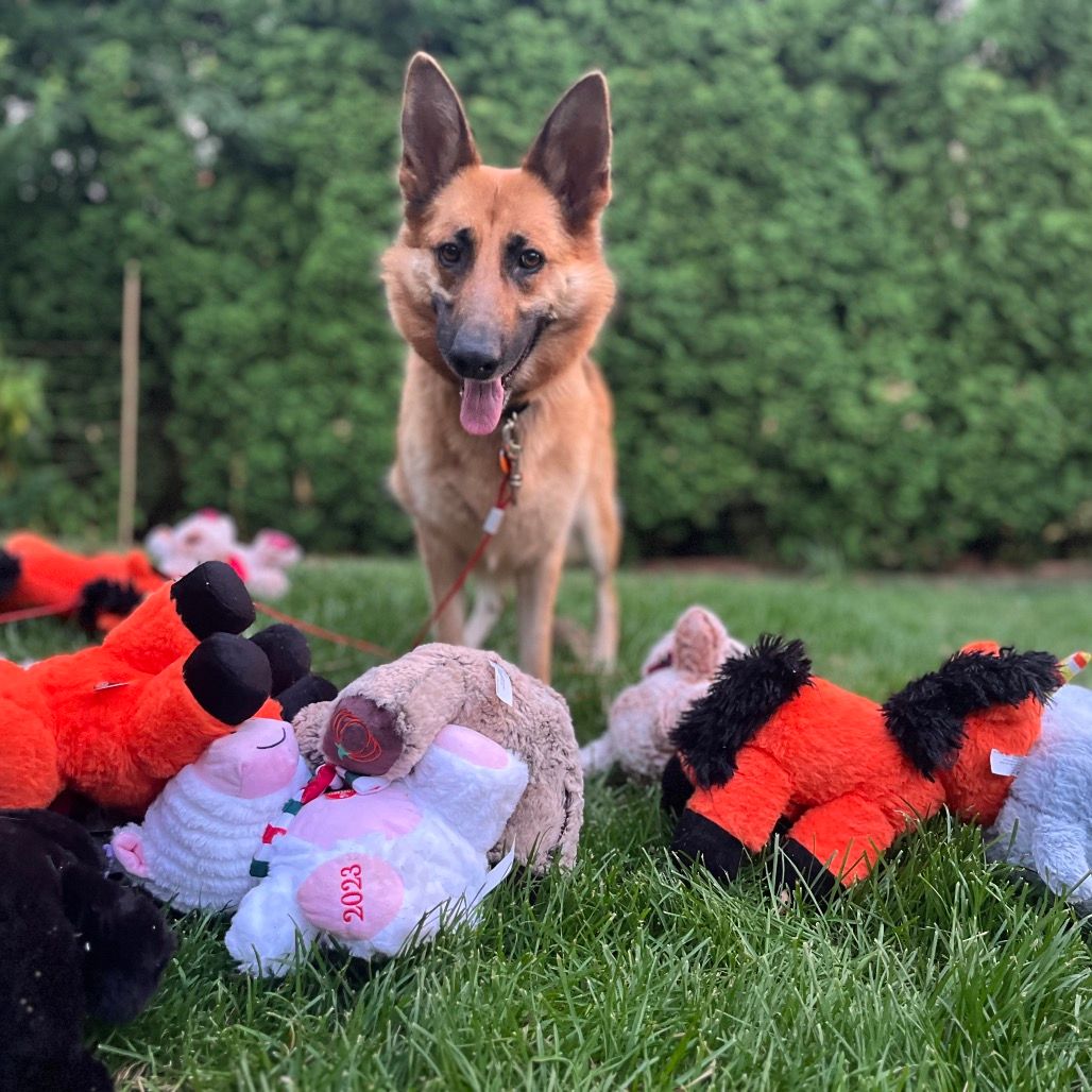 Happy Tails Happy Homes