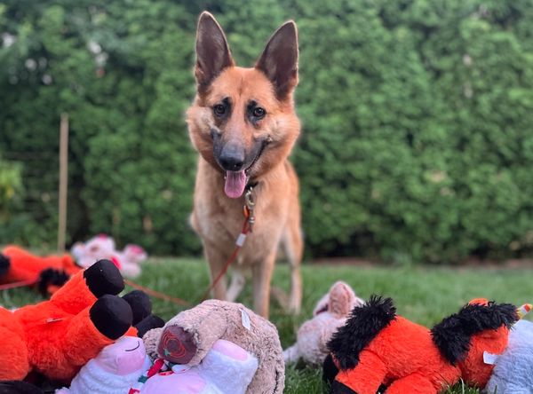 Happy Tails Happy Homes