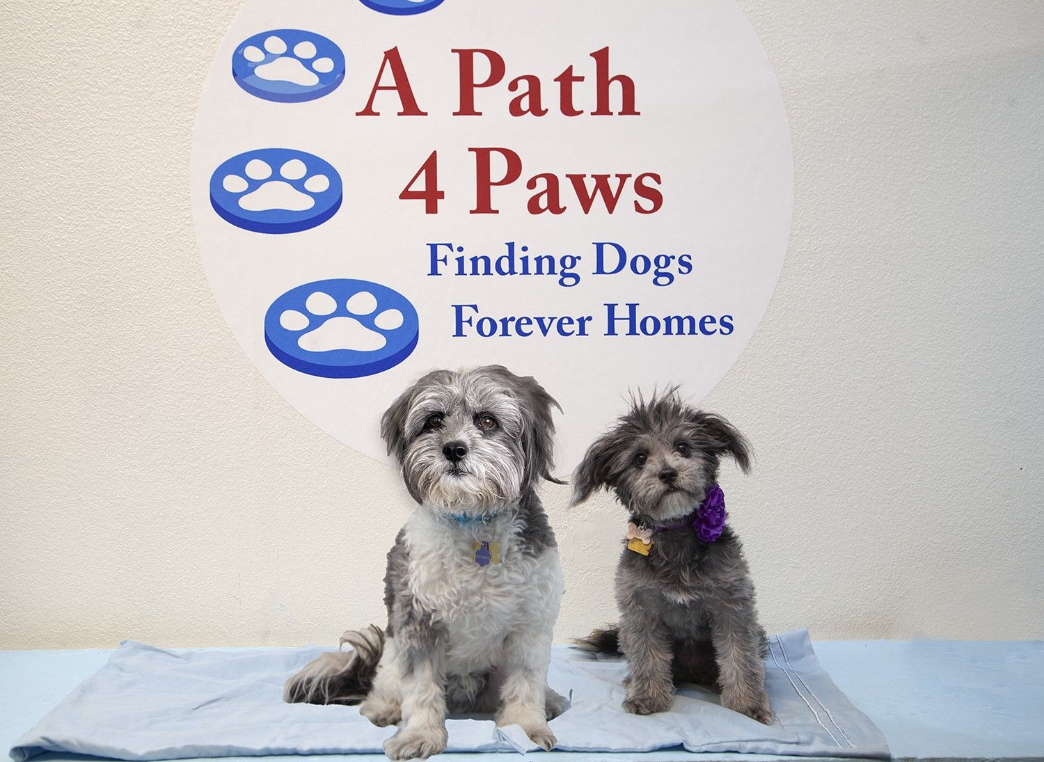A Path 4 Paws Dog Rescue