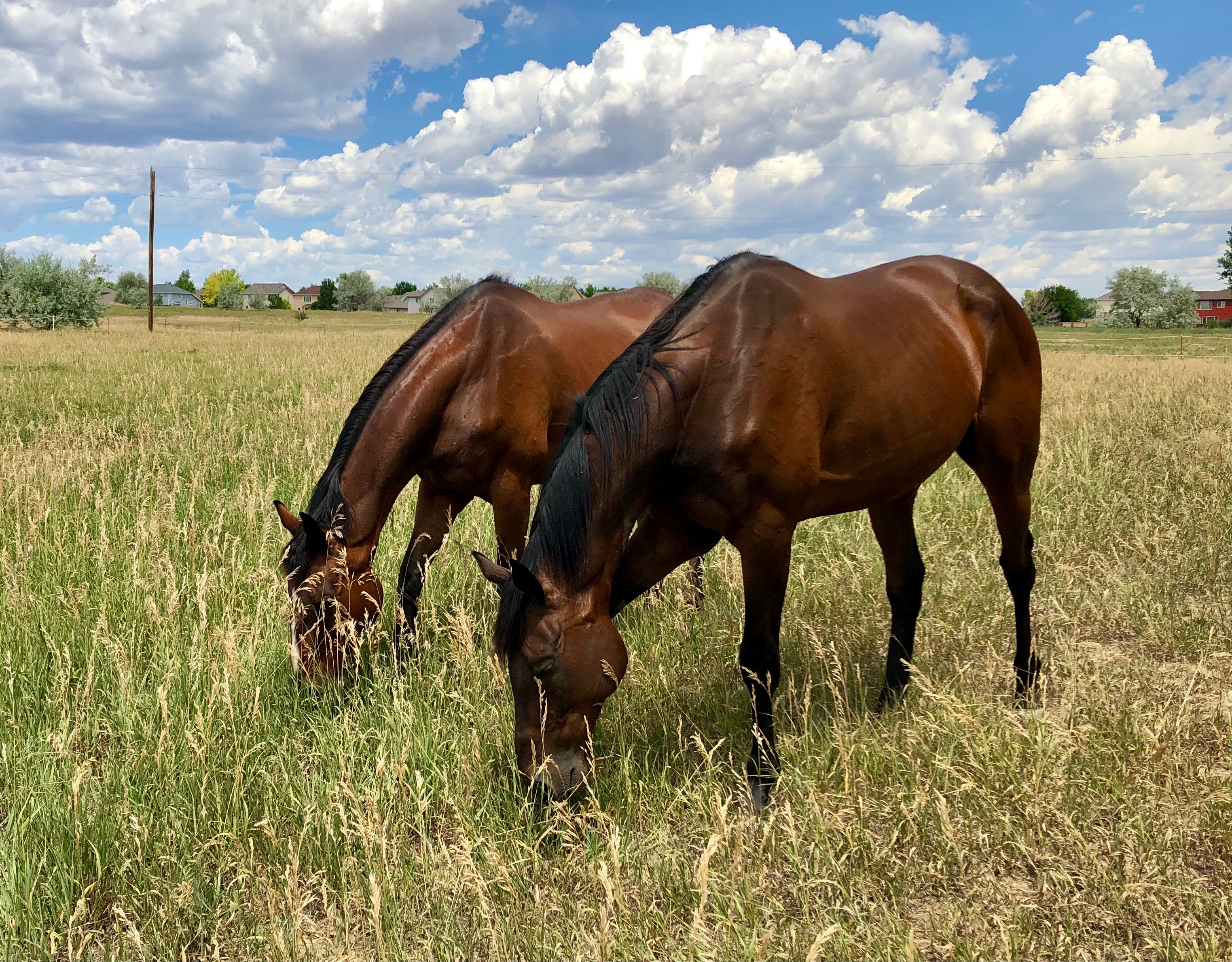 Charis Youth Ranch home of New Life Thoroughbreds