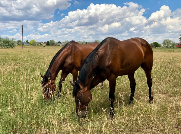 Charis Youth Ranch home of New Life Thoroughbreds