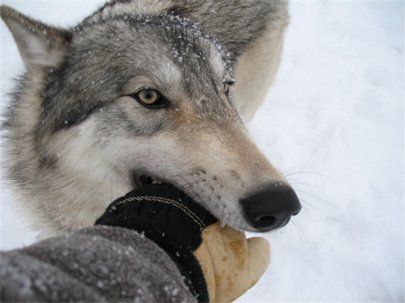 My Pack of Wolves Sanctuary