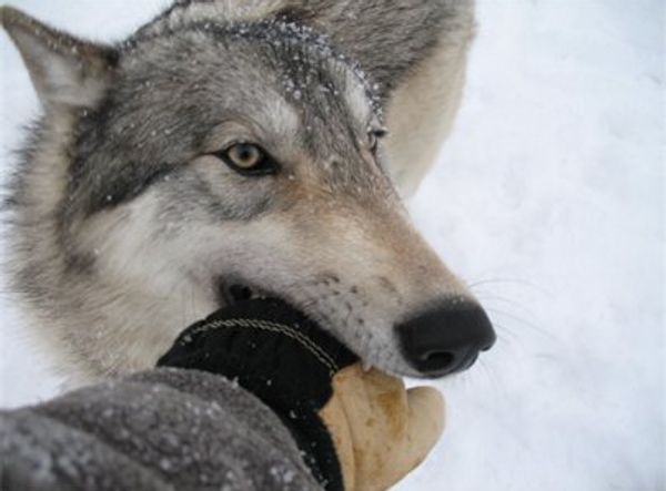 My Pack of Wolves Sanctuary