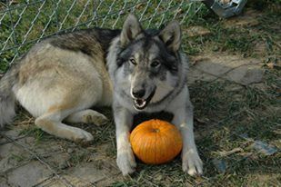 My Pack of Wolves Sanctuary