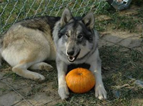 My Pack of Wolves Sanctuary