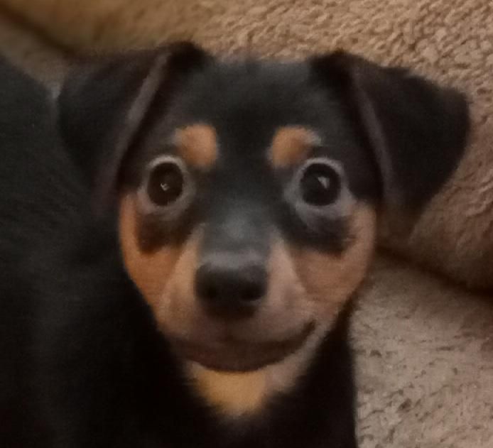 Georgia Heartland Humane Society