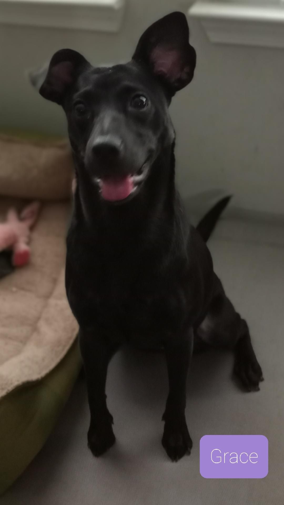 Georgia Heartland Humane Society