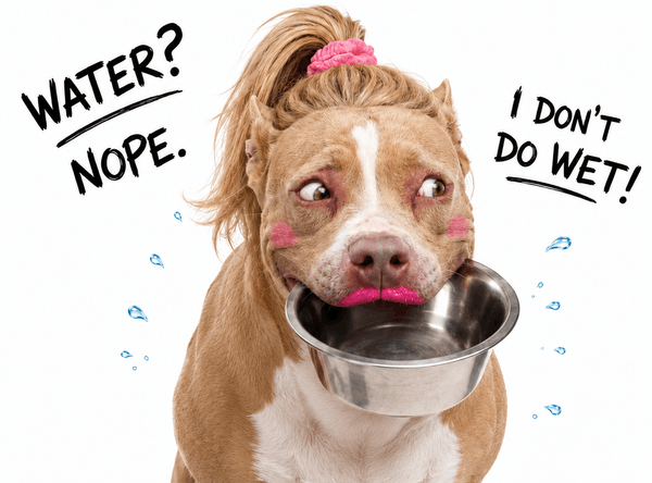 Shaw Pit Bull Rescue, Inc.